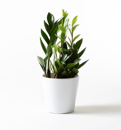Zamioculcas i hvit potte Zamioculcas i hvit potte